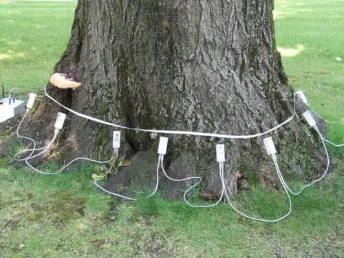 Valutazione della stabilità degli alberi: una guida per la sicurezza degli alberi