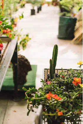 verde in terrazzo